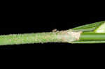 Hitchcock's sedge